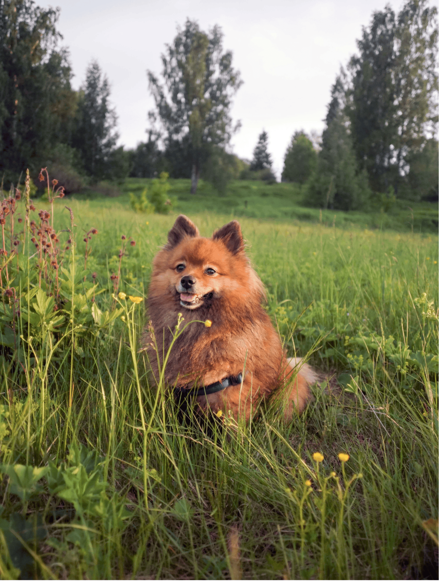 Adorable fluffy dog sitting on green grass in a peaceful outdoor setting with trees.