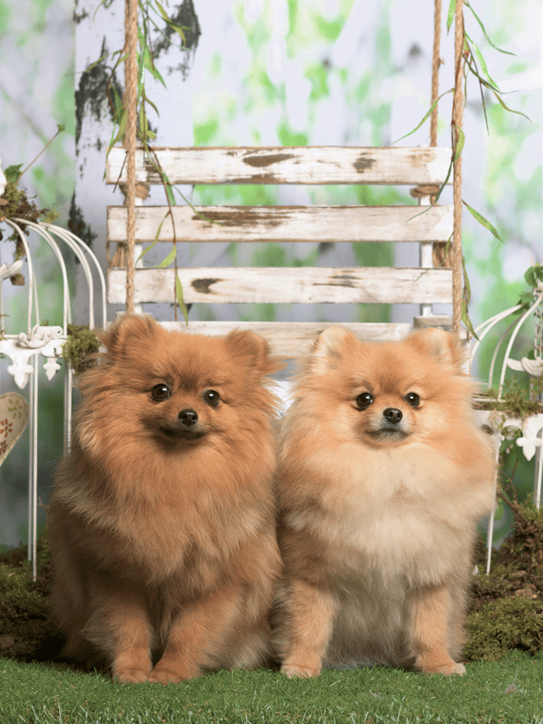 German Spitz Male Vs. Female