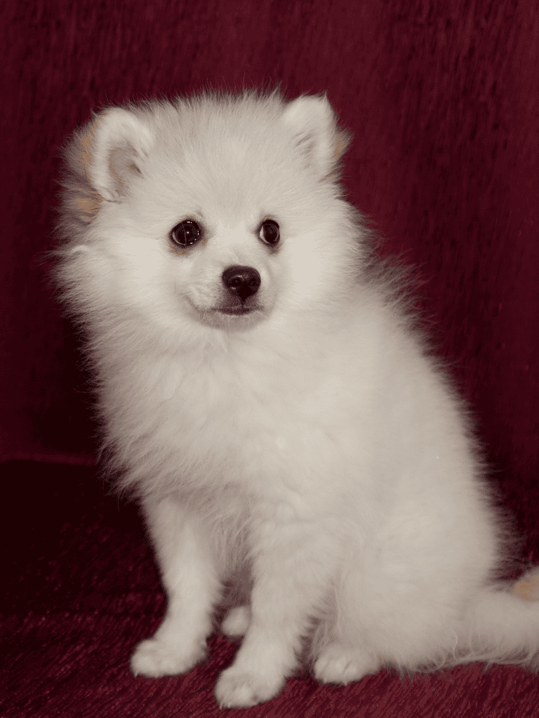 German Spitz Puppies