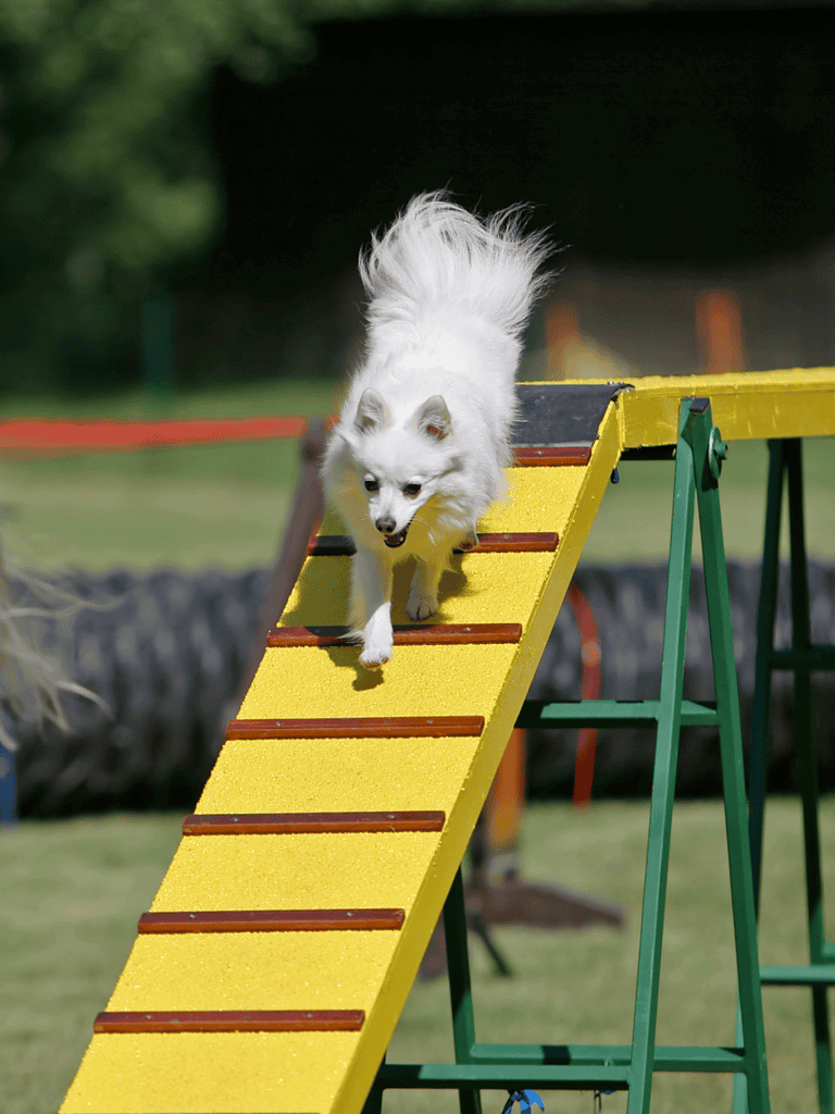 Dogtraining, agility, canine sport, outdoor exercise, active dog play.