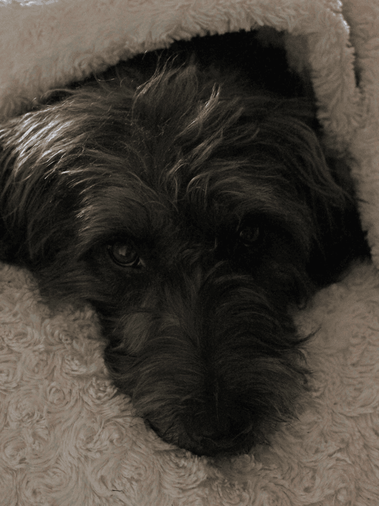 Cute puppy resting on plush blanket, capturing relaxation and comfort.