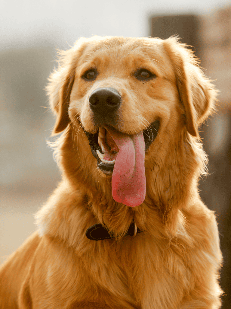 Happy Golden Retriever with wagging tail and tongue out, outdoors.