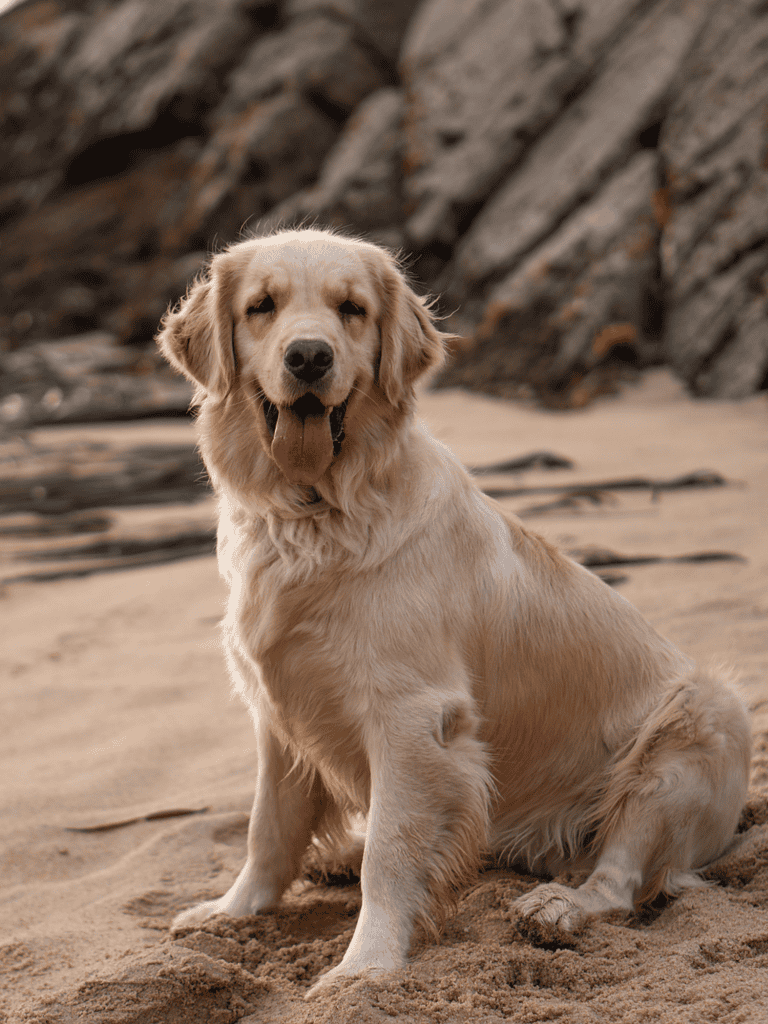 Golden retriever dog sitting on sandy beach, smiling, in outdoor nature setting.
