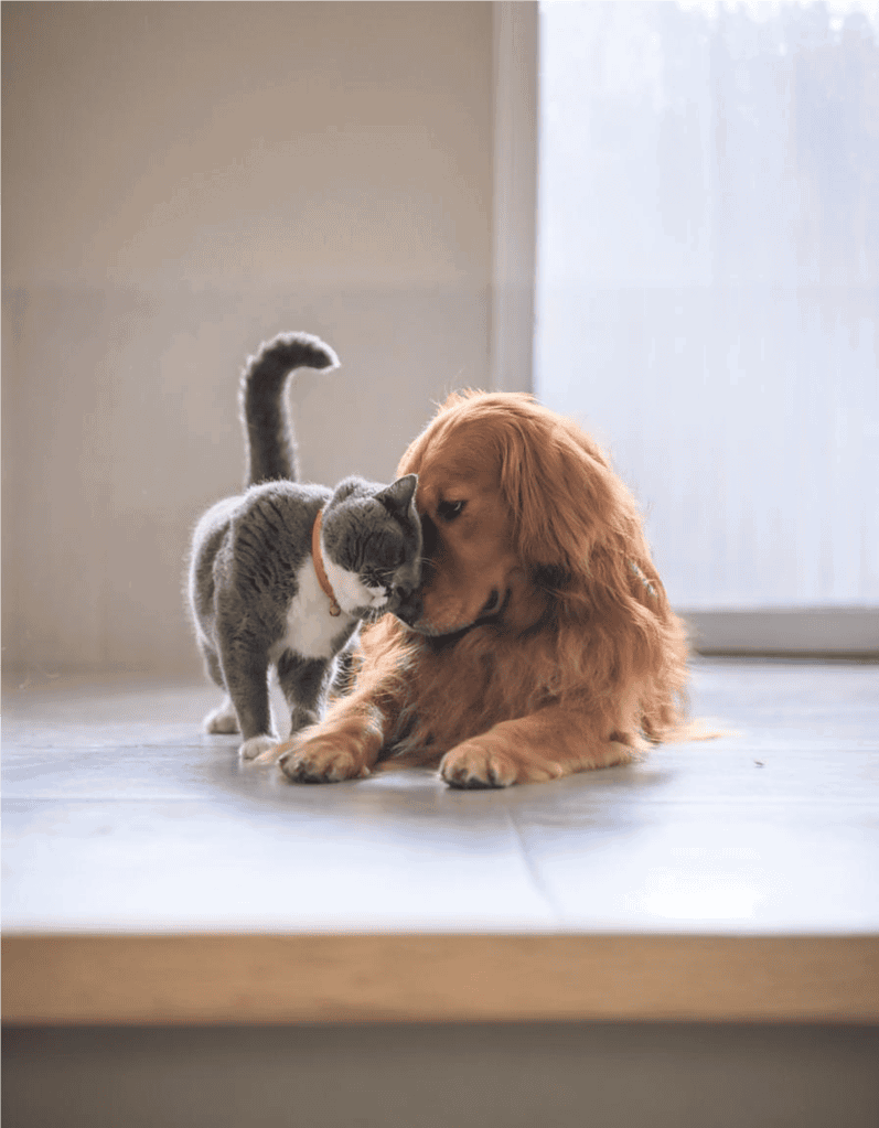 Cute dog and cat bonding at home dog and cat friendship moments.