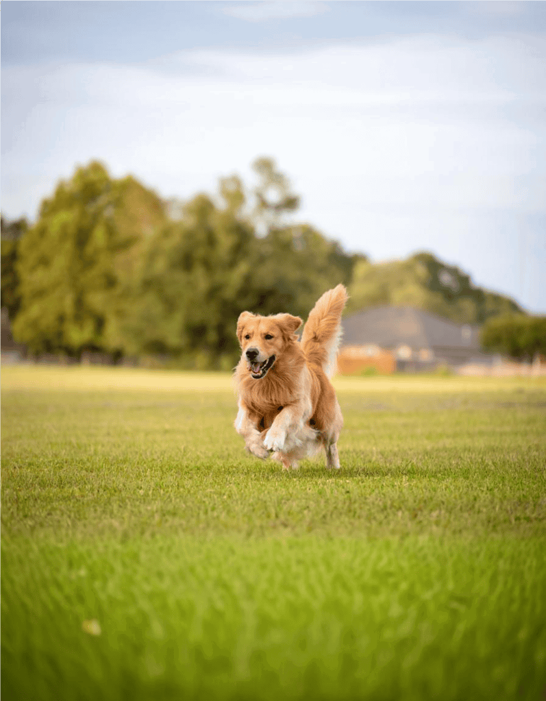 Happy golden retriever running outdoors on grass.