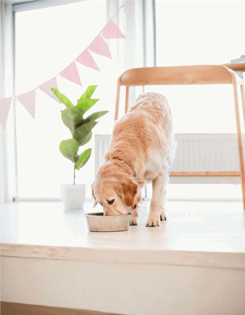 Golden Retriever Food & Diet Requirements