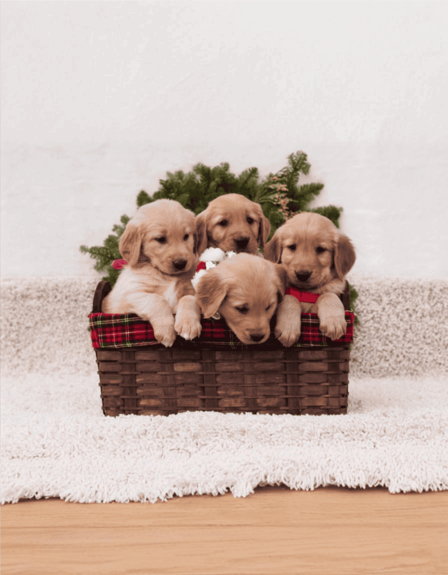 Cute puppies in a holiday-themed basket with greenery, ideal for pet care and comfort content.