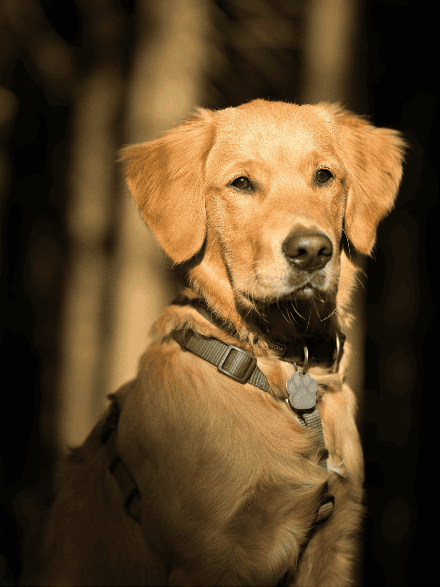 Adorable Labrador with a collar, sitting in nature, showcasing a friendly and alert expression.