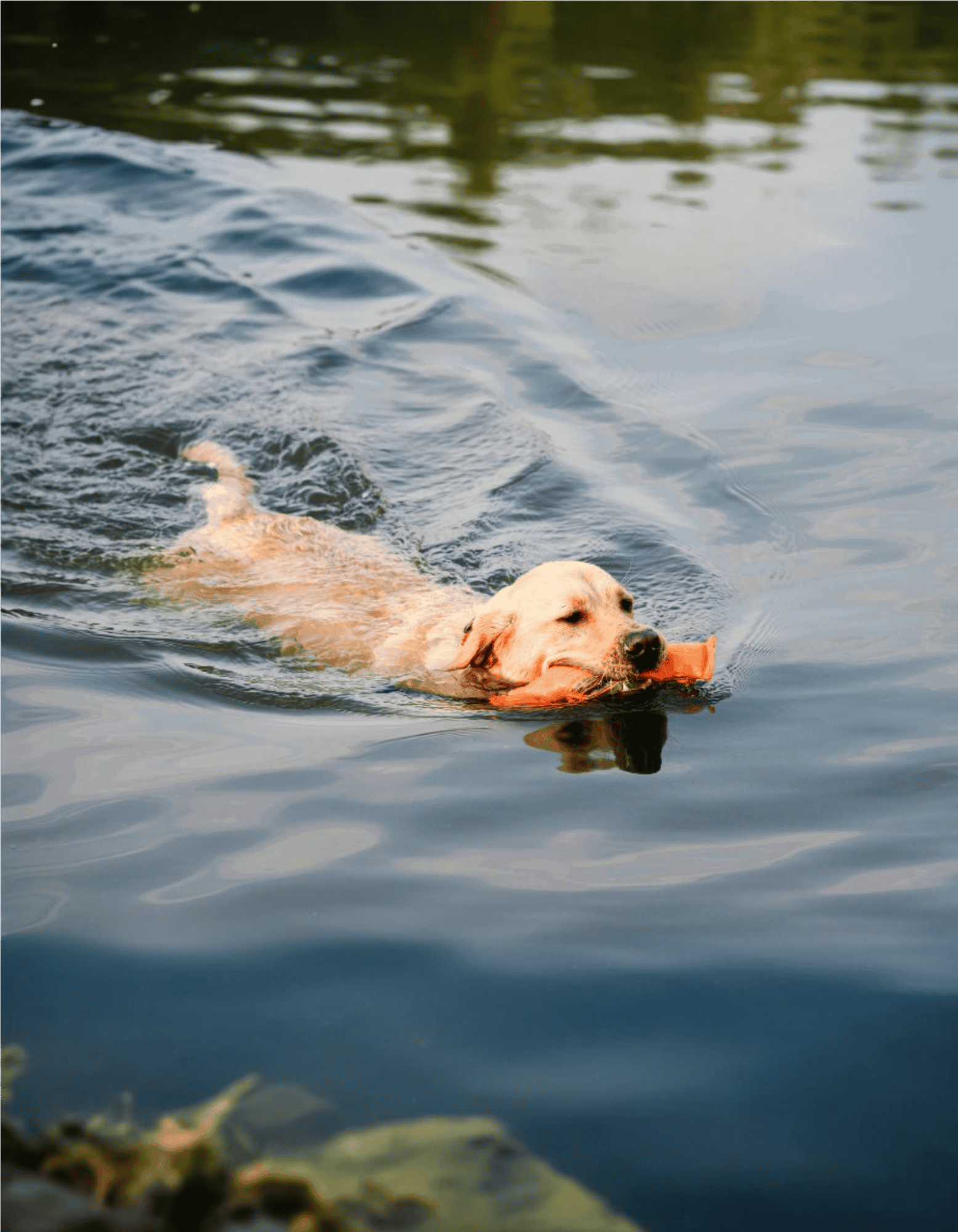 Dog swimming with a stick in water near the riverbank.