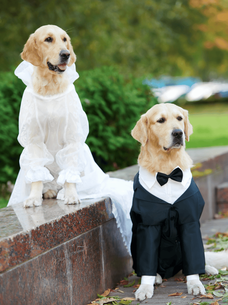 Golden Retriever Male Vs. Female