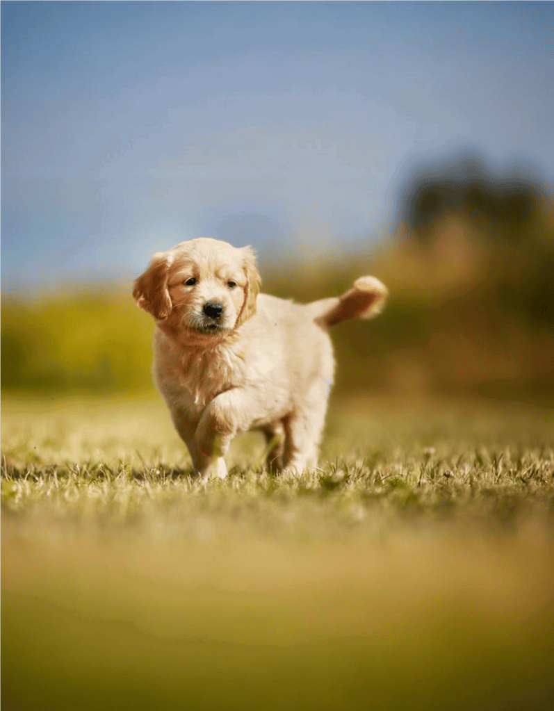 Golden Retriever Puppies