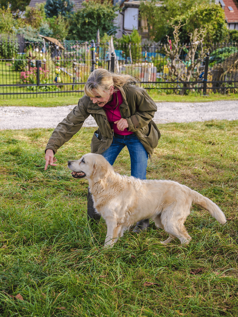 Golden Retriever Training