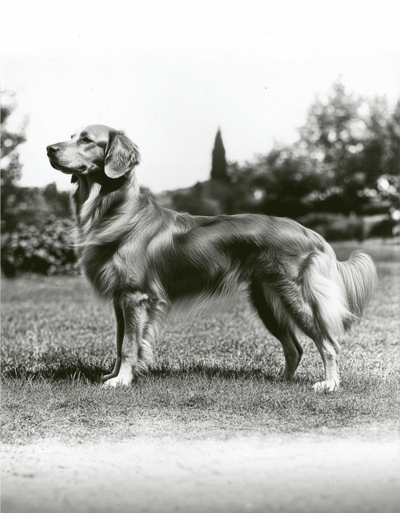 Golden Retrievers Trace Their History Back to Scotland