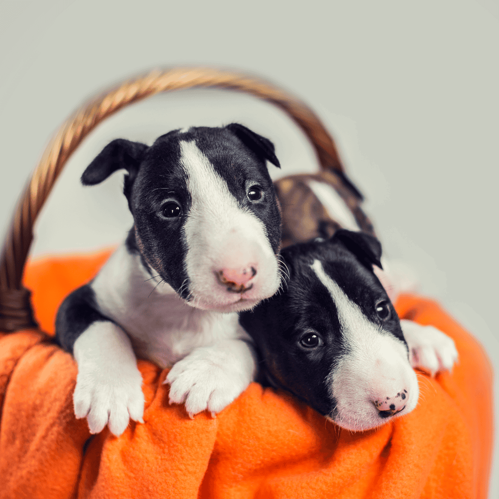 Some Bull Terriers Are Deaf