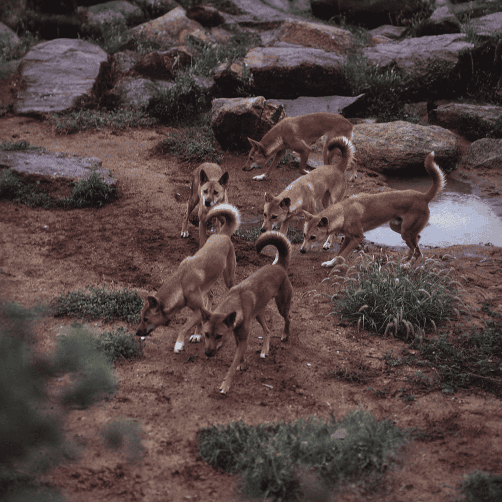 Adorable puppies playing in natural terrain with rocks and water puddles, showcasing their curiosity and energy.