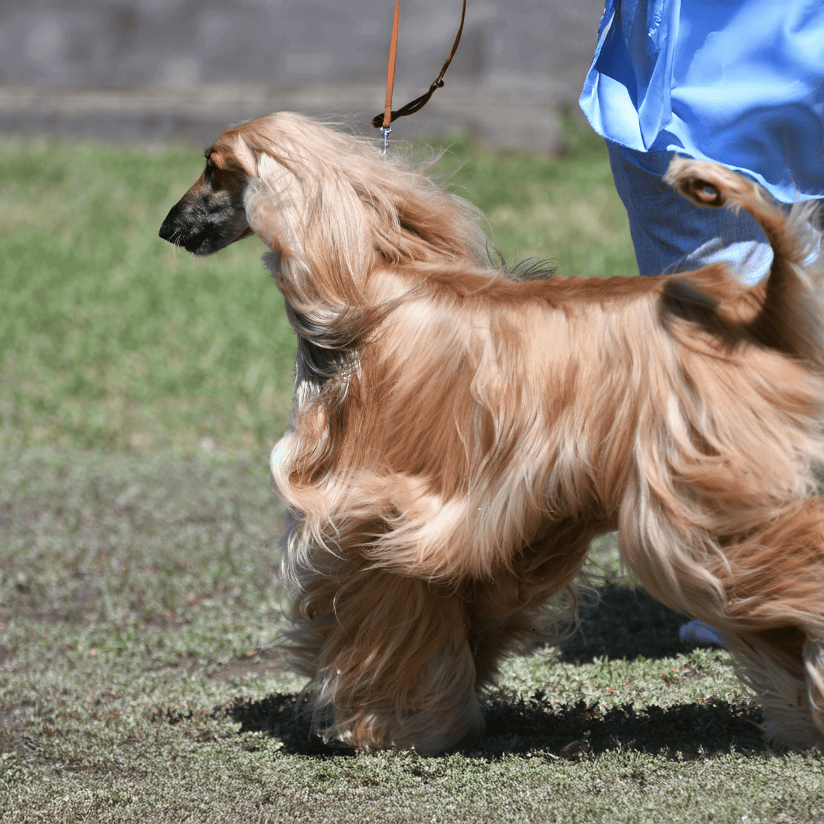 Temperament & Intelligence Of The Afghan Hound