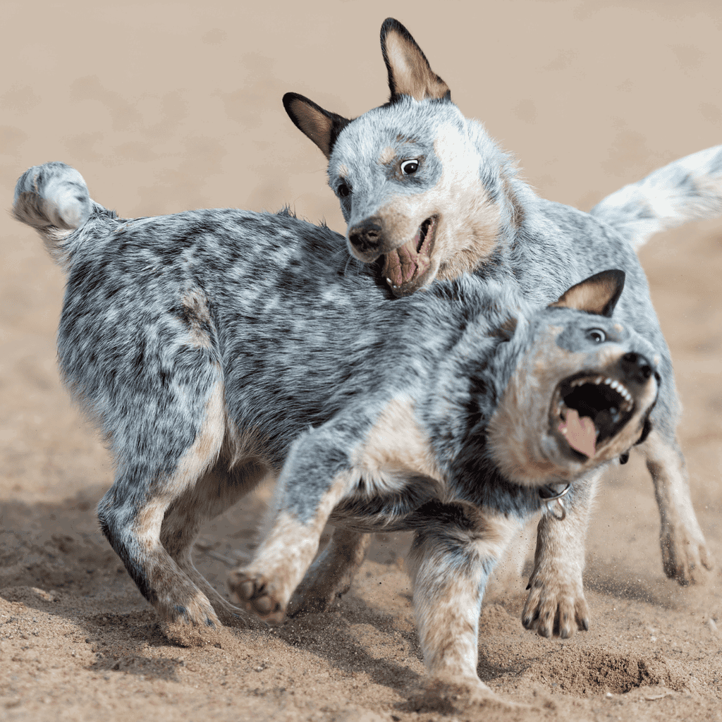 Temperament & Intelligence Of The Australian Cattle Dog