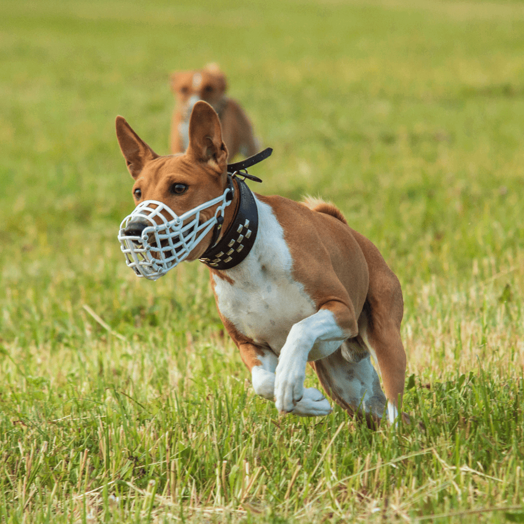 Dog wearing a muzzle running outdoors for agility training or sport.