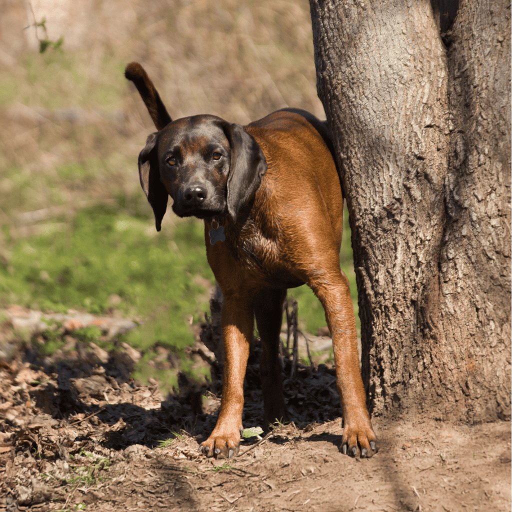 Temperament & Intelligence Of The Bavarian Mountain Scent Hound