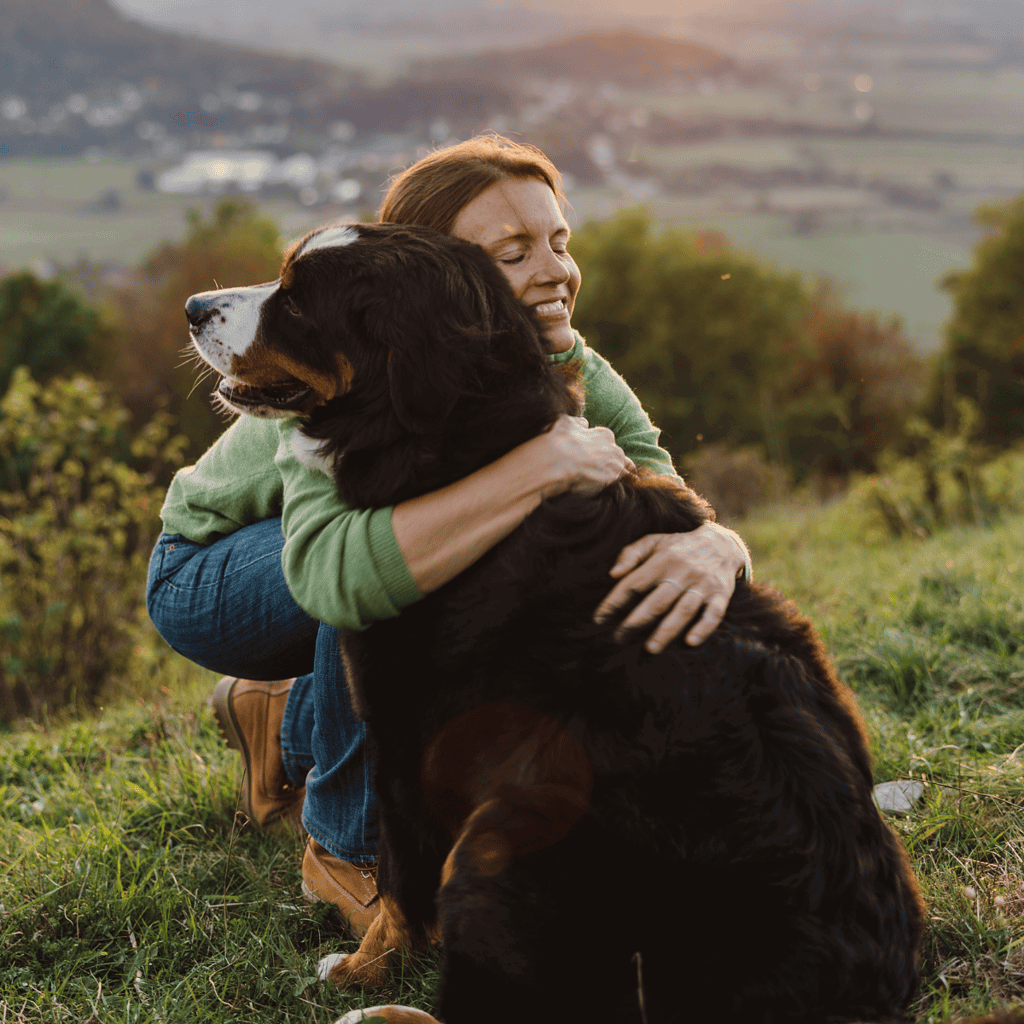 Adorable Bernese Mountain Dog enjoying time outside on green grass.