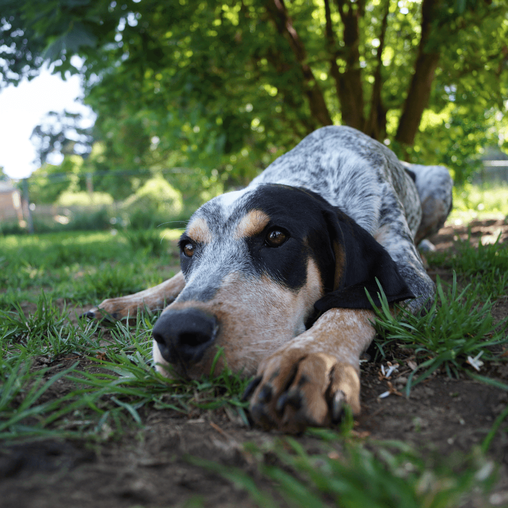 Dog with open mouth, showcasing teeth, outdoors.