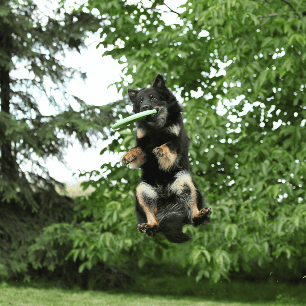 Adorable and friendly black and tan mixed breed dog with striking eyes, sitting outdoors on a grassy background.