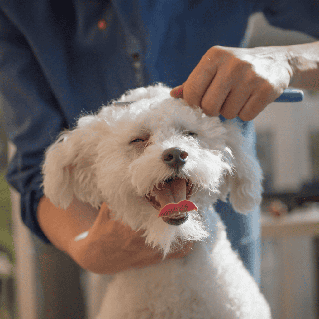 Temperament & Intelligence Of The Bolognese