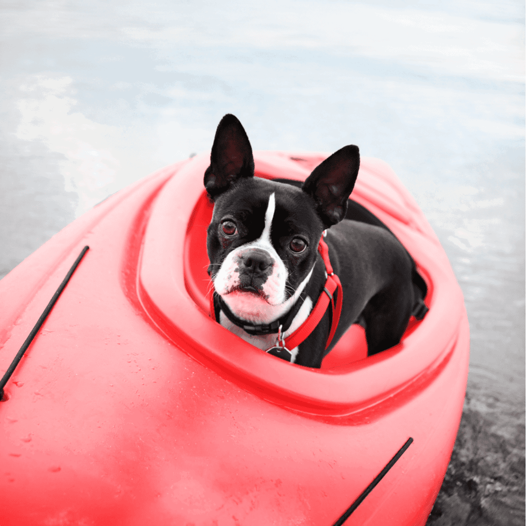 Cute black and white French Bulldog sitting in a red kayak on the water.