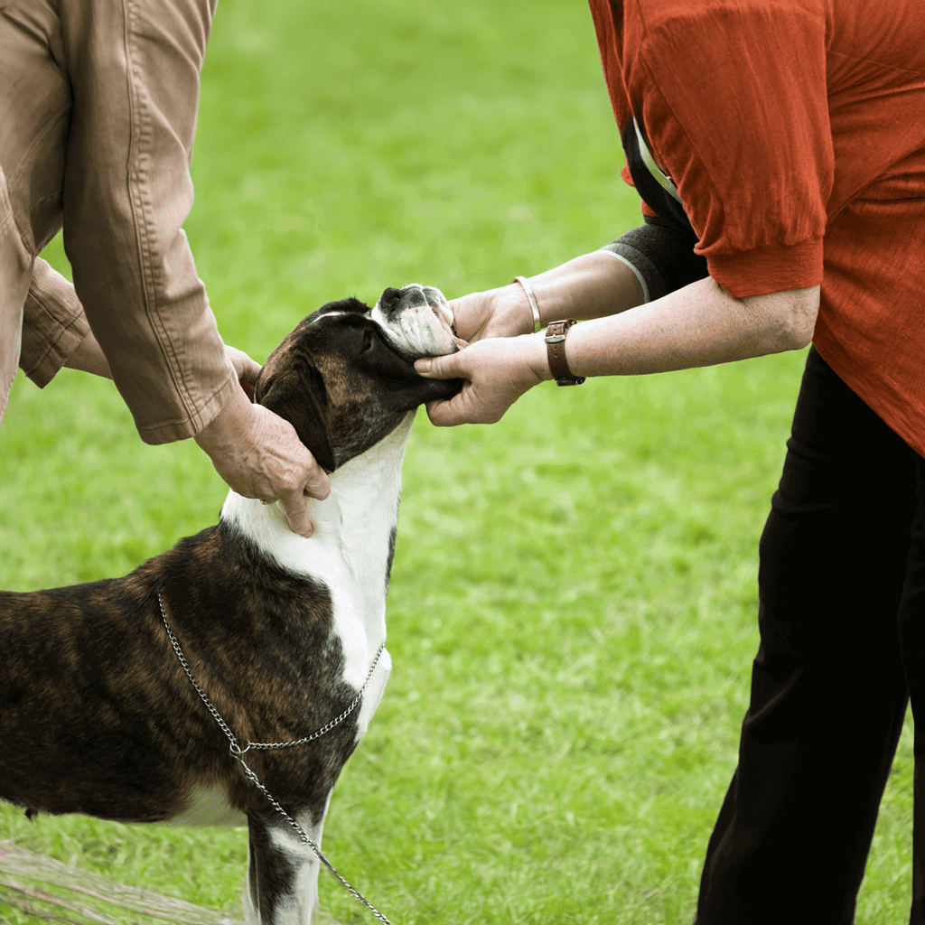 Temperament & Intelligence Of The Boxer