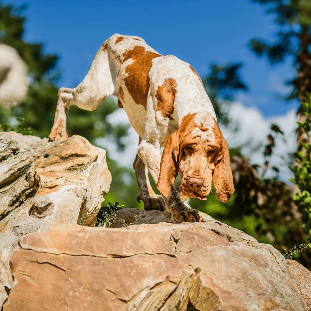 Close-up of a Basset Hound dog lying on grass in sunlight.