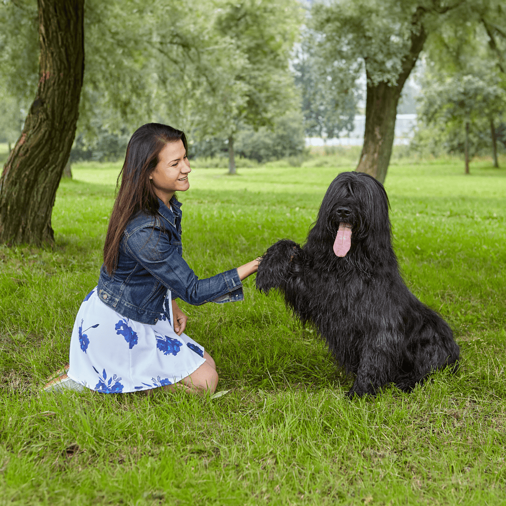 Temperament & Intelligence Of The Briard