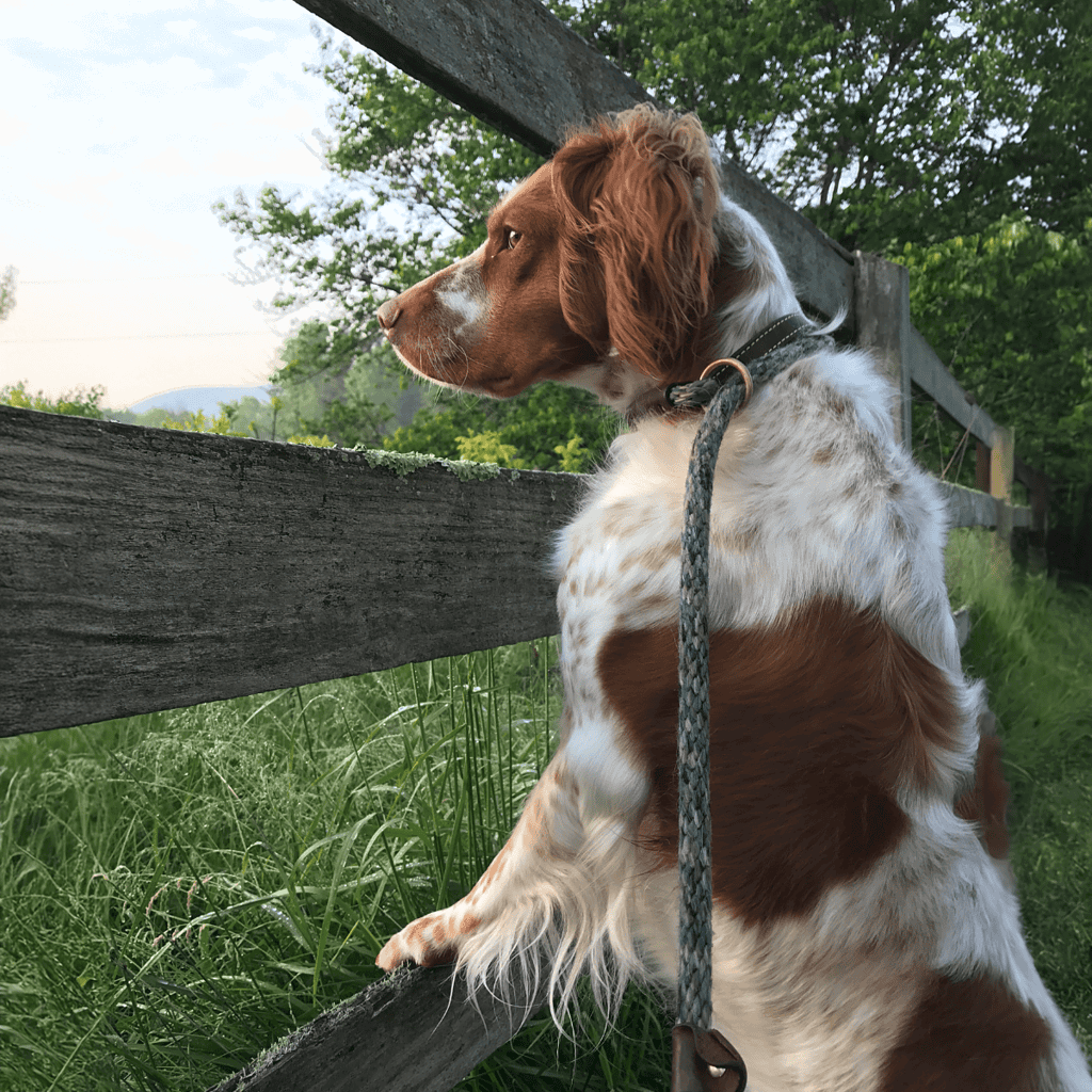 Adorable dog gazing through a rustic wooden fence in a lush green area.