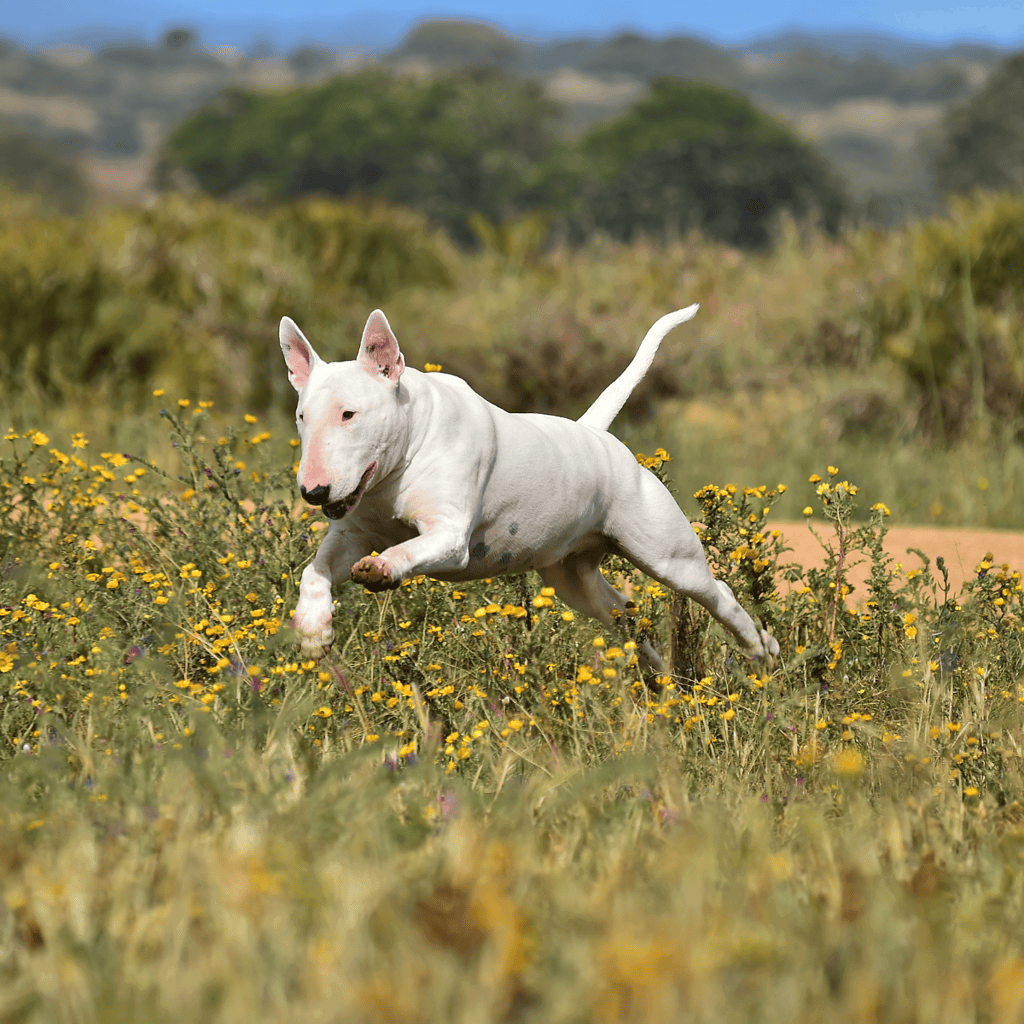 Temperament & Intelligence Of The Bull Terrier