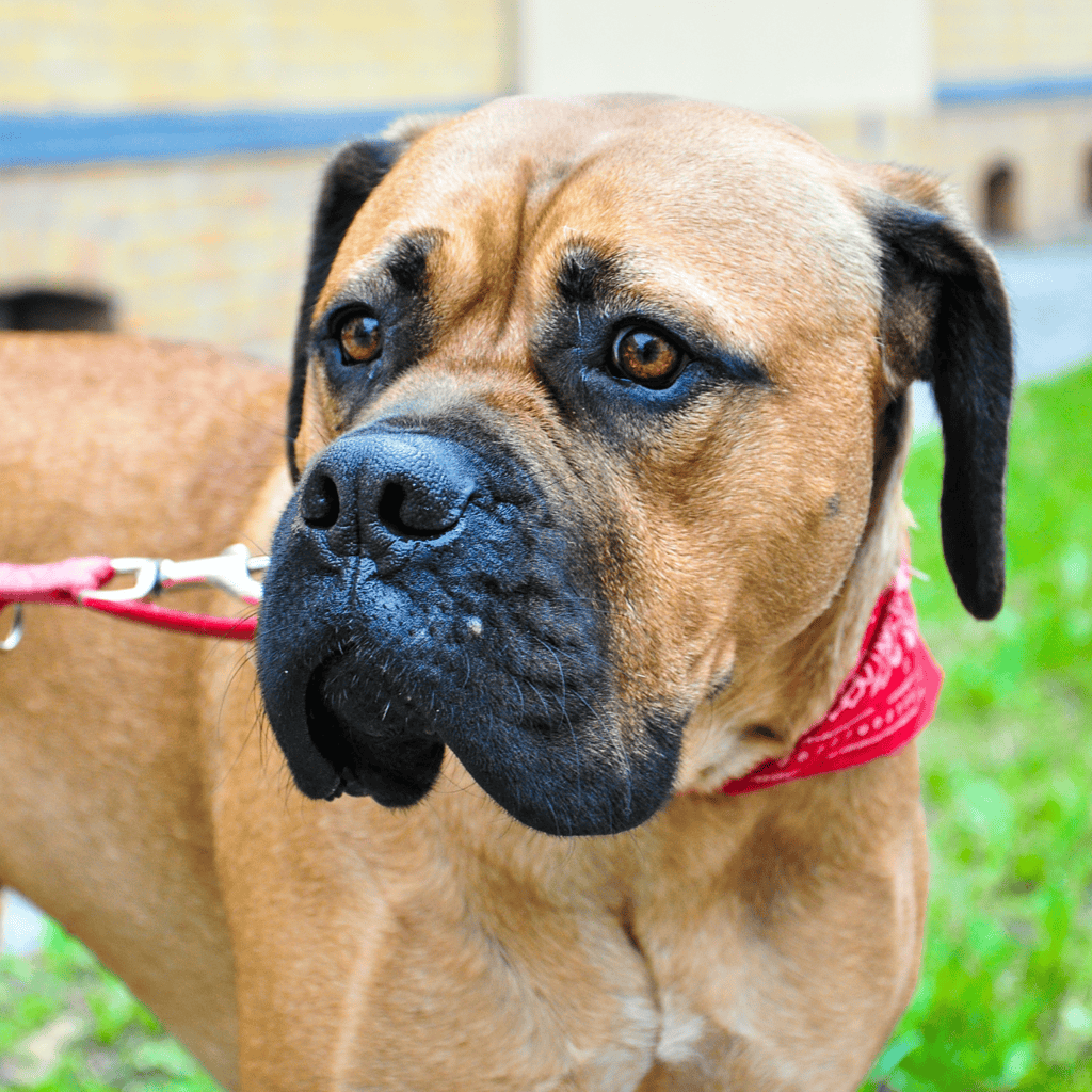 Temperament & Intelligence Of The Bullmastiff