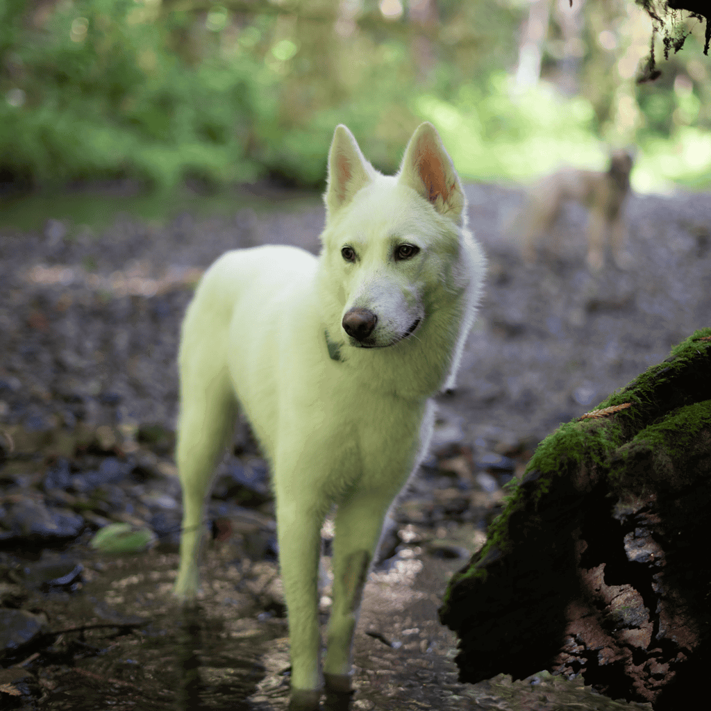 Adorable husky puppy lying on a dog bed with slippers nearby.