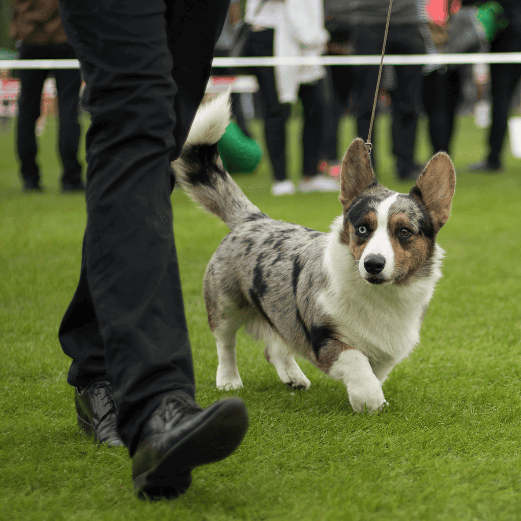 Temperament & Intelligence Of The Cardigan Welsh Corgi