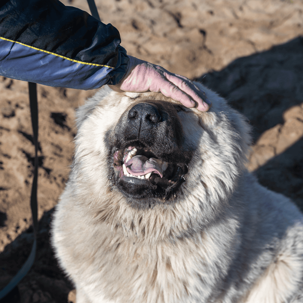 Large Mastiff dog outdoors, showing detailed facial features and fur texture.