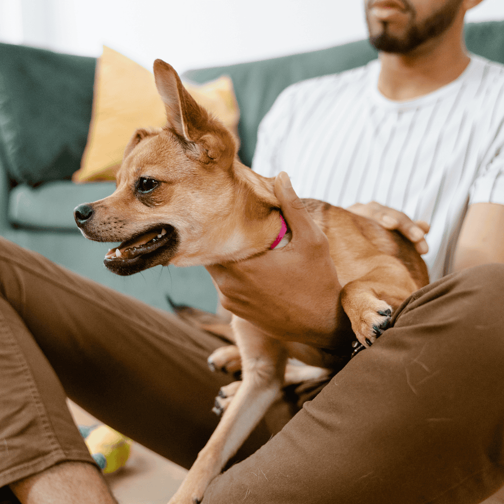 Temperament & Intelligence Of The Chihuahua