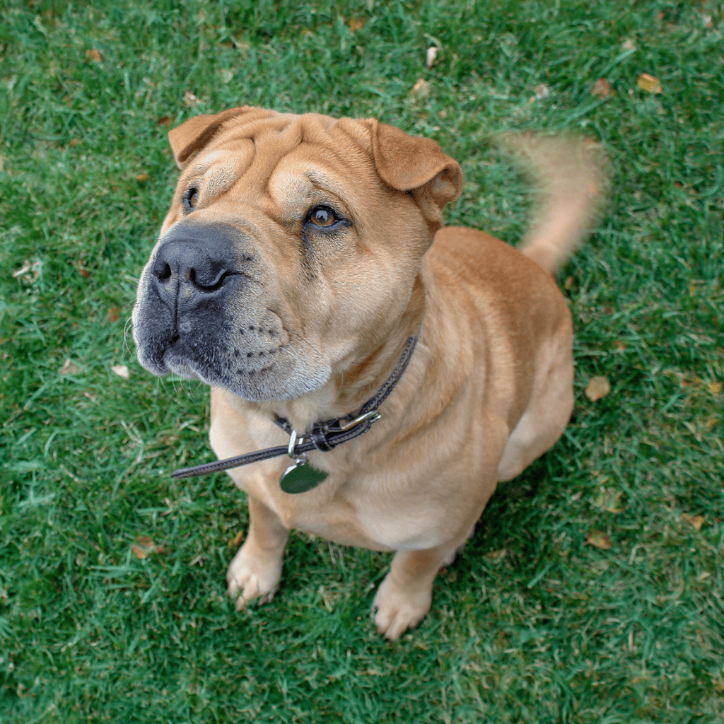 Temperament & Intelligence Of The Chinese Shar Pei