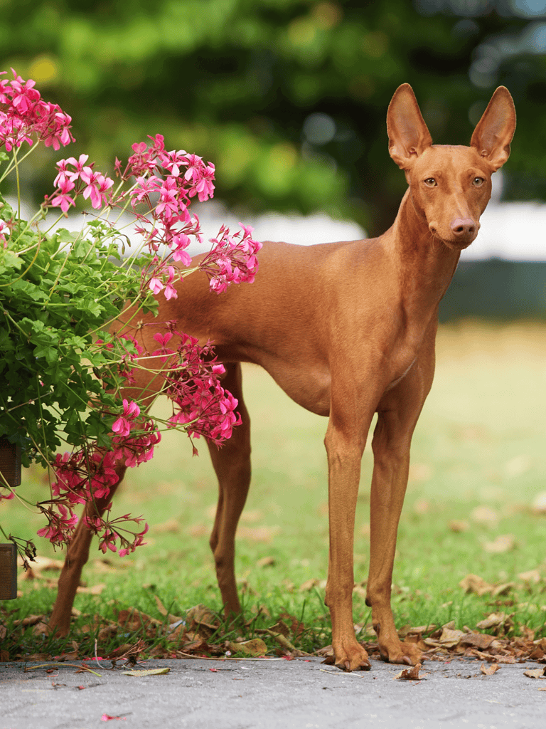 Dog standing on a rock in a park, alert and alert.