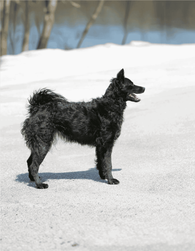 Temperament & Intelligence Of The Croatian Sheepdog