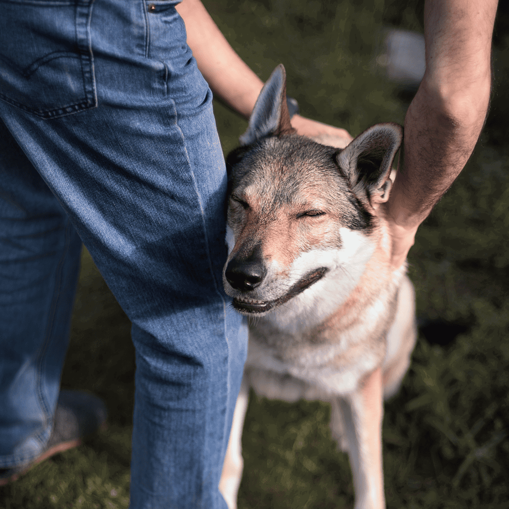 Highly detailed close-up of a wolf dog with piercing eyes and a thick coat, emphasizing wild canine features.