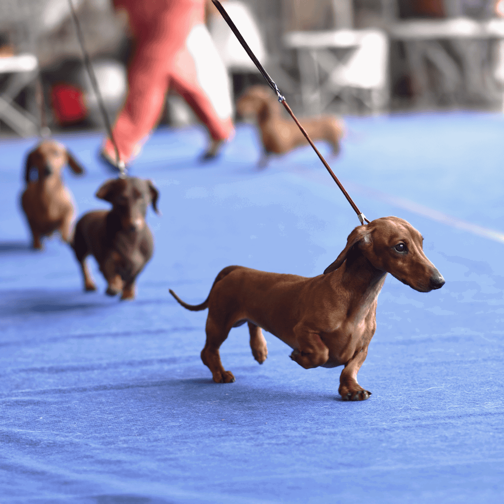 Cute black and tan puppy lying on a soft brown blanket.