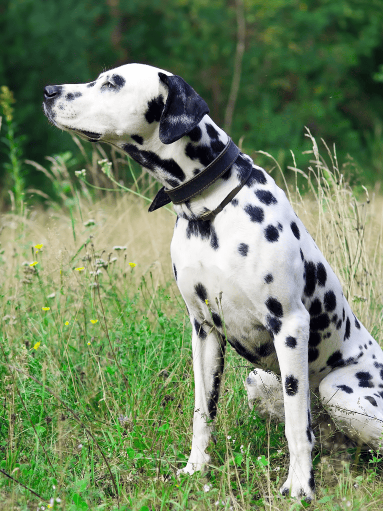 Temperament & Intelligence Of The Dalmatian
