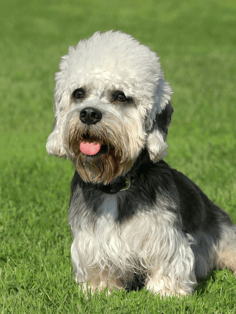 Adorable Doodle mix dog lying on lush green grass at park, showcasing friendly and playful nature.