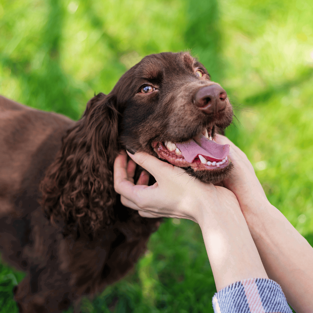 Happy dog receiving gentle grooming outdoors.