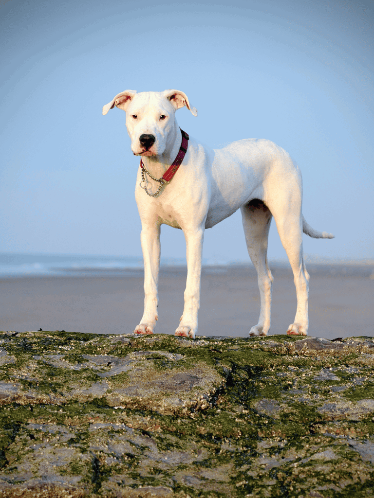 Temperament & Intelligence Of The Dogo Argentino