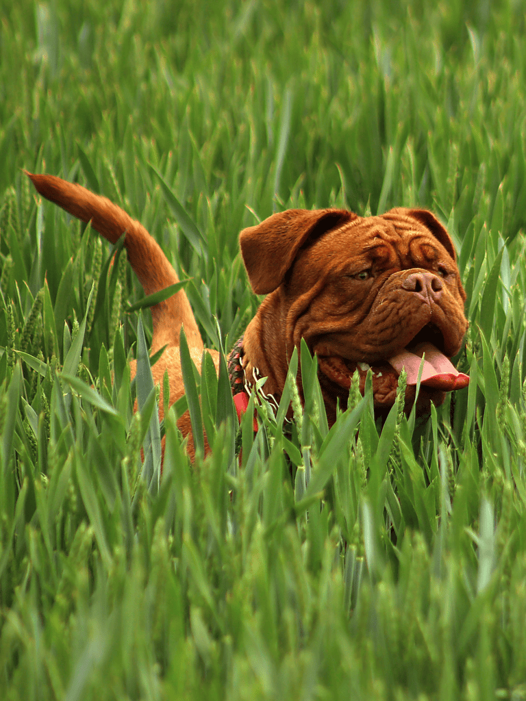 Temperament & Intelligence Of The Dogue de Bordeaux
