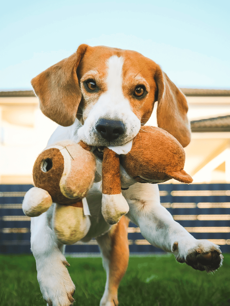 Dog resting on a comfortable blue cushion with a checkered towel.
