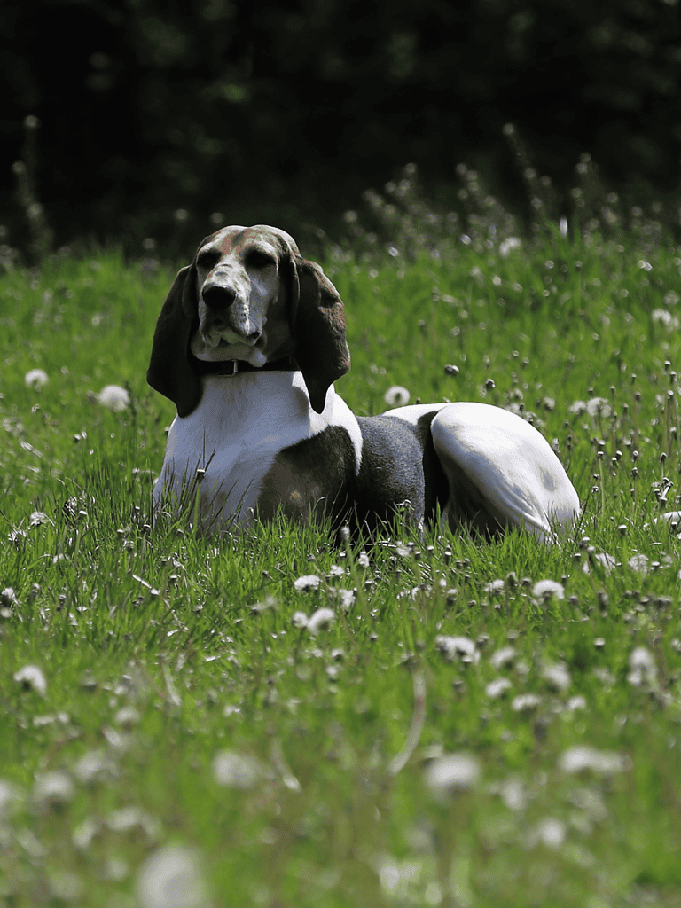 Temperament & Intelligence Of The English Foxhound